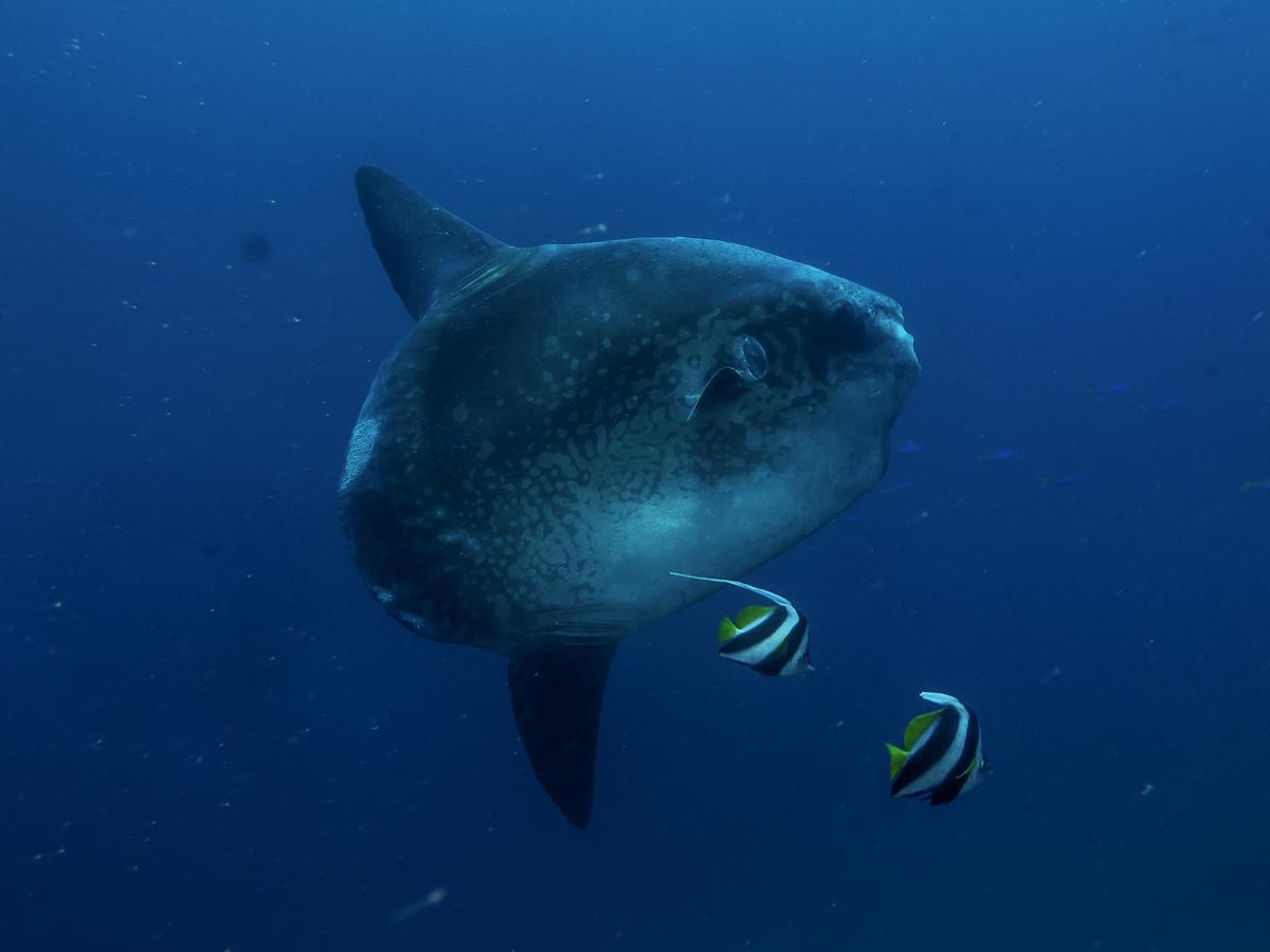 Benthos Bali Dive Resort Candidasa Esterno foto