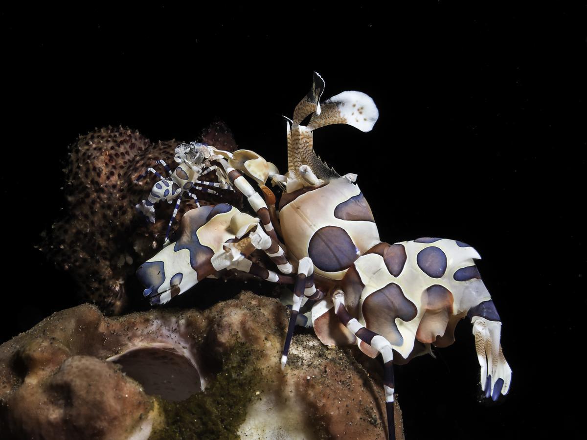 Benthos Bali Dive Resort Candidasa Esterno foto